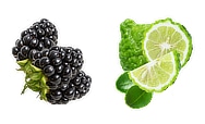 fragrance notes blackberry and bergamot