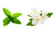 fragrance notes mint and jasmine