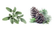 fragrance notes sage and winter fir